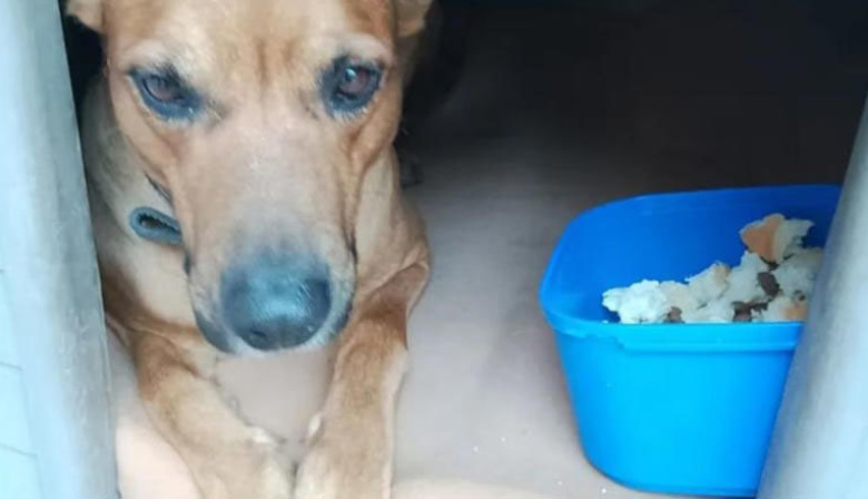 Tragedia en Mendoza: murió de frío para no abandonar a su perro