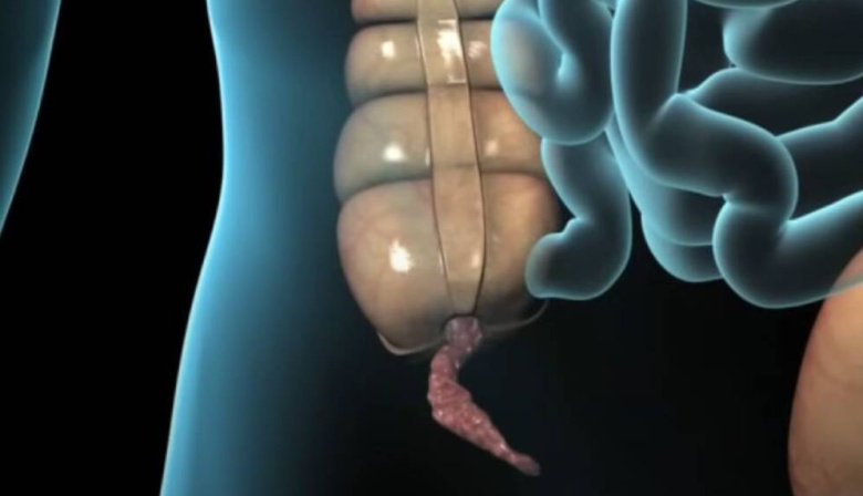 Estudian el intestino humano y explican por qué el apéndice no es un vestigio inútil