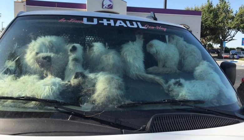 Encuentran 100 gatos hacinados en una camioneta sin comida ni agua