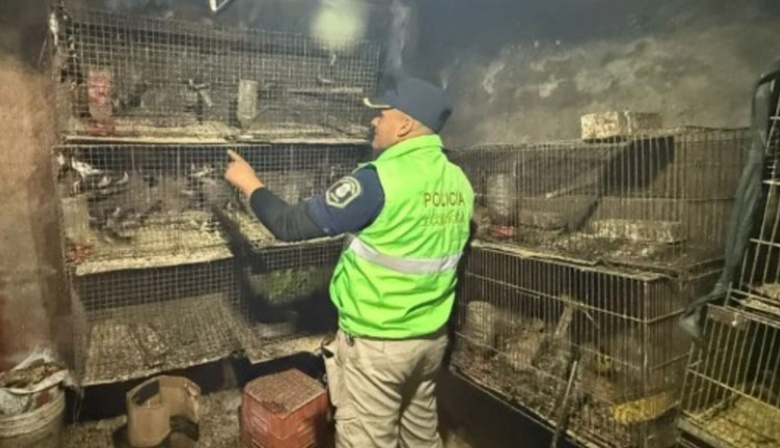 Rescatan más de 200 animales de un criadero ilegal en La Plata: había tortugas, monos y aves en condiciones deplorables