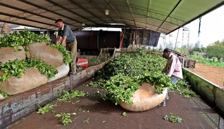 Productores yerbateros reclaman la emergencia en Misiones por la debacle del sector