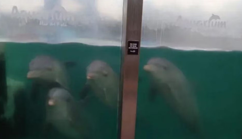 “A los delfines se los ve en agua turbia”: se agrava la polémica por los animales abandonados en el Aquarium de Mar del Plata