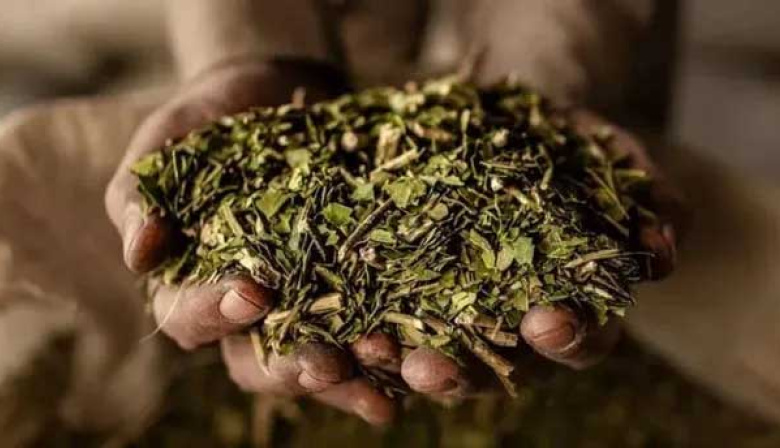 El Gobierno liberó el precio de la yerba mate y desregula la actividad