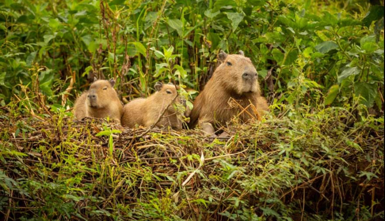 Otro revés para los proyectos en Nordelta: la Justicia vuelve a proteger a los carpinchos