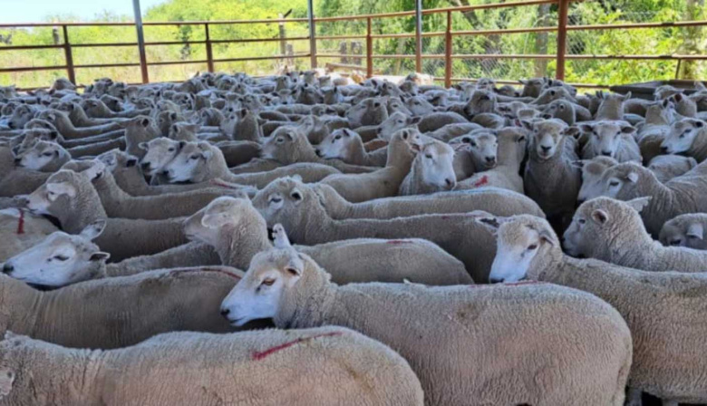 Tras casi 20 años, Entre Ríos volvió a exportar carne ovina a Medio Oriente