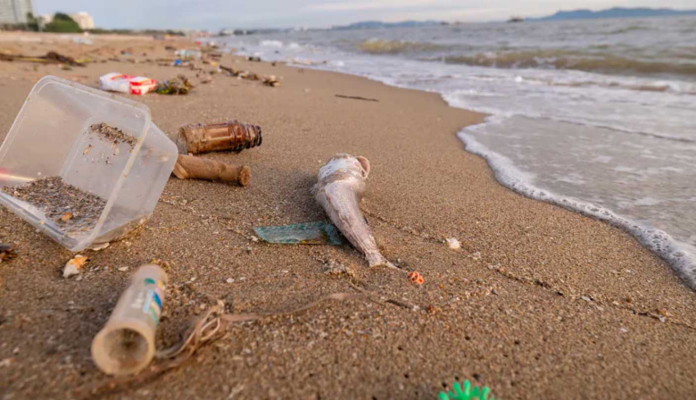 Fauna marina en riesgo: casi el 80% de los residuos encontrados en playas bonaerenses son plásticos