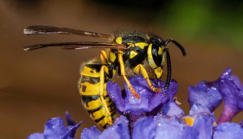 Invasión de “chaquetas”: la avispa carnívora que ataca humanos, produce vómitos y preocupa al Sur del país