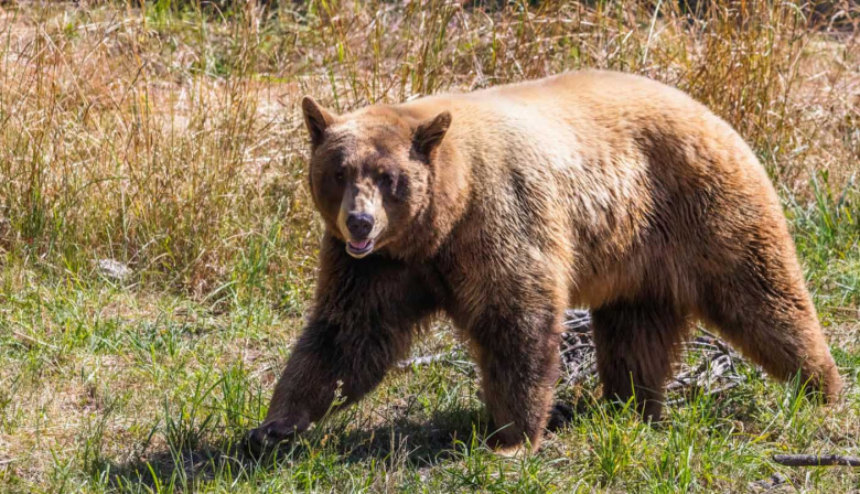 La extraña infección que sufrió un hombre tras un encuentro con un oso: podría ser el primer caso del mundo
