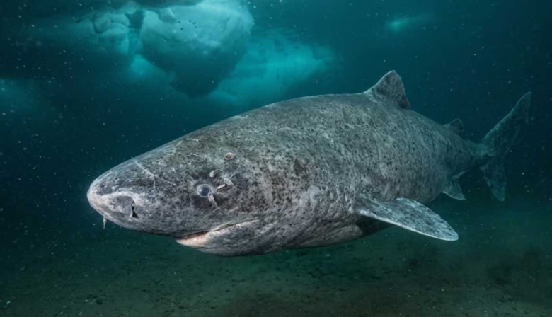 Hallazgo histórico: científicos localizaron un tiburón de 399 años en el océano, nacido en 1627