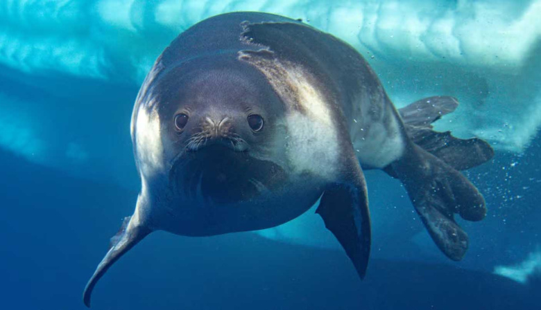 Fotografiaron por primera vez bajo el agua a uno de los animales más misteriosos de la Antártida