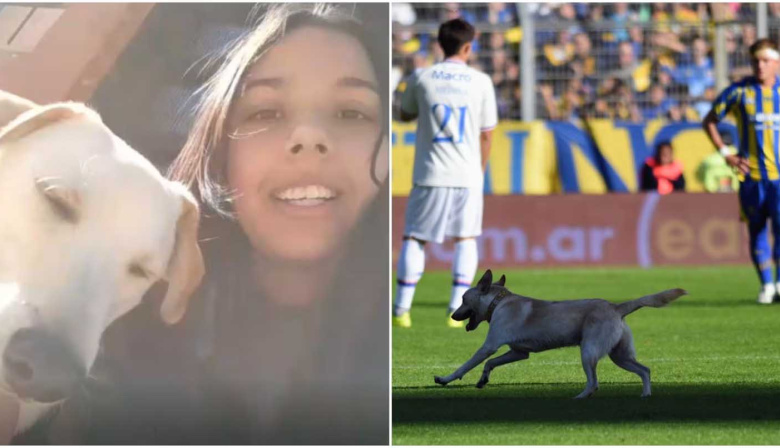 Se escapó, apareció en pleno partido y se volvió viral: la historia de Coco, el perro que sorprendió a todos