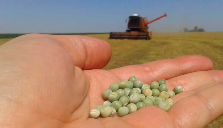 Con un millón de hectáreas sembradas proyectan una cosecha récord de 1,37M de toneladas