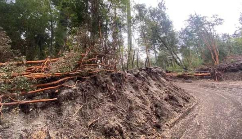 Multa millonaria por talar arrayanes: un vecino pagará casi $67 millones en Villa La Angostura