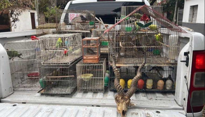 Vendían fauna silvestre por redes sociales a todo el país: Fueron capturados