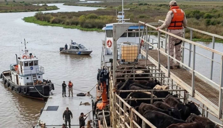 Investigan el robo de 700 vacunos en las islas entre San Pedro y Baradero: realizaron un operativo en la costa