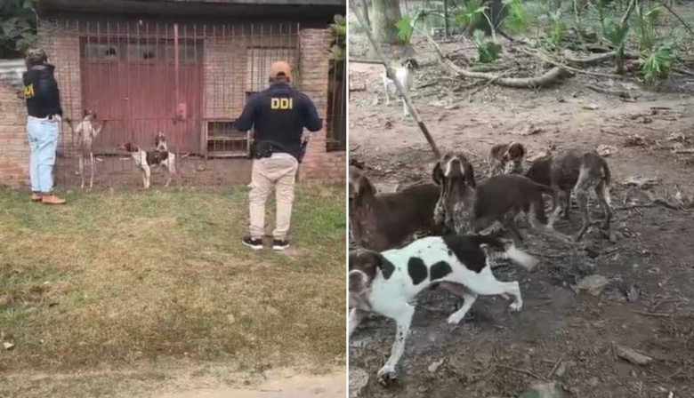 Encontraron 18 perros desnutridos en un presunto criadero clandestino en San Pedro