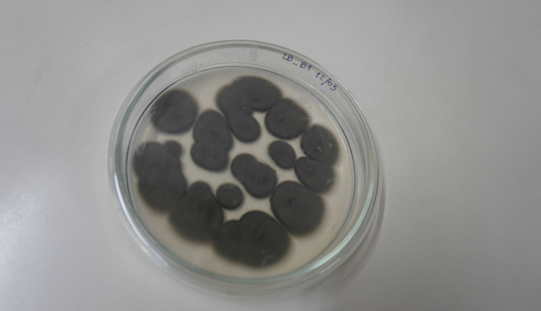 Una investigación busca convertir residuos del puerto en bioplásticos