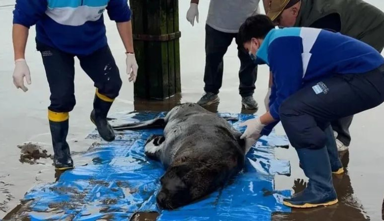 Horror en Santa Teresita: mataron de un disparo a un lobo marino y la Justicia investiga a pescadores