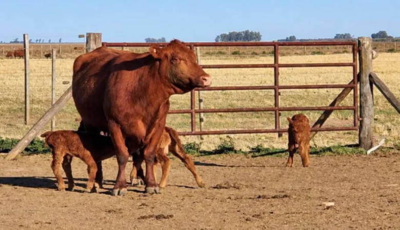 El secreto de las vacas contra el asma: el “efecto granja” que podría proteger a los chicos