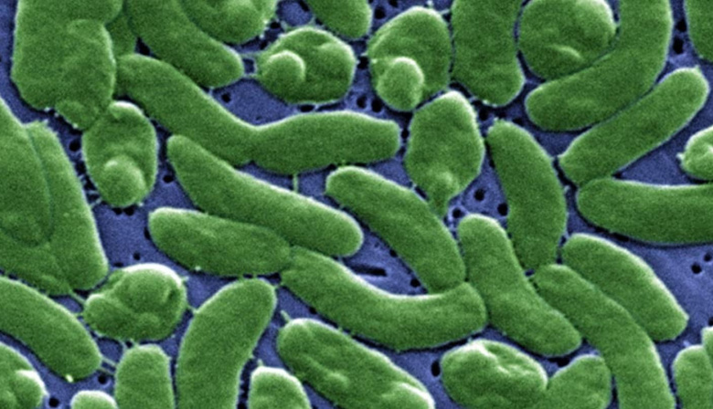 Alerta por la bacteria come carne en EE.UU.: ya son doce doce los muertos en Florida y Luisiana