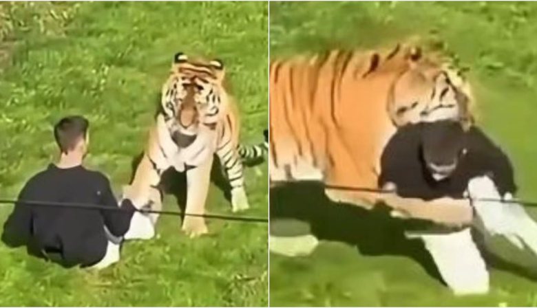 Un tigre mató a un joven en un zoológico de Inglaterra: el parque permanecerá cerrado el domingo