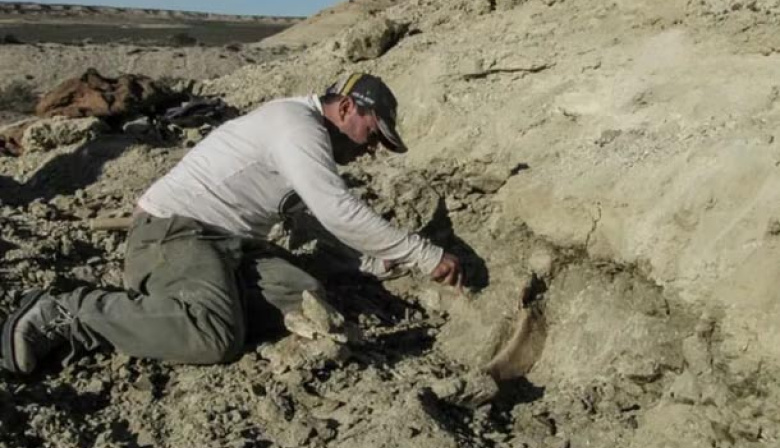 Revelan nuevos detalles de un dinosaurio gigante hallado en la Patagonia
