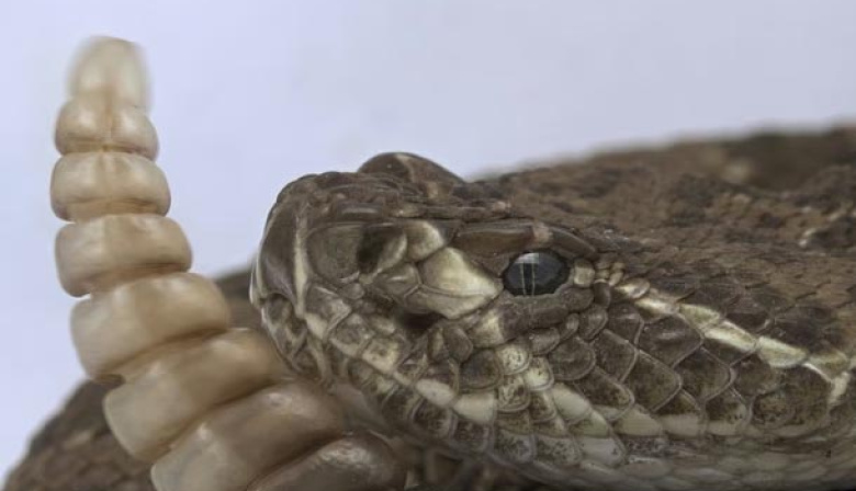 Corrientes: un adolescente está grave tras ser mordido por una serpiente de cascabel