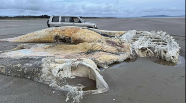 Aterrador descubrimiento en Gran Bretaña: las fotos de la misteriosa criatura que apareció en una playa