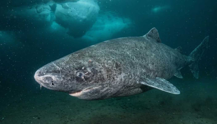 Hallazgo histórico: científicos localizaron un tiburón de 399 años en el océano, nacido en 1627