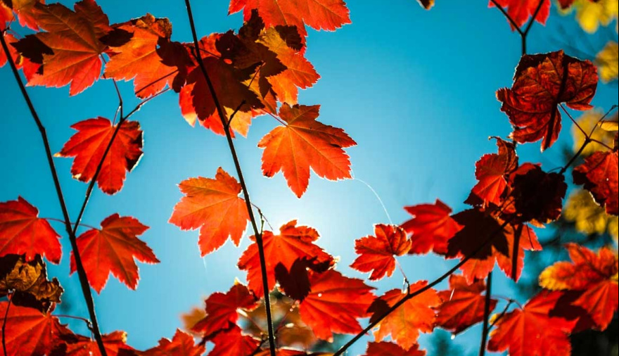 A qué hora arranca el otoño hoy viernes 20 de marzo