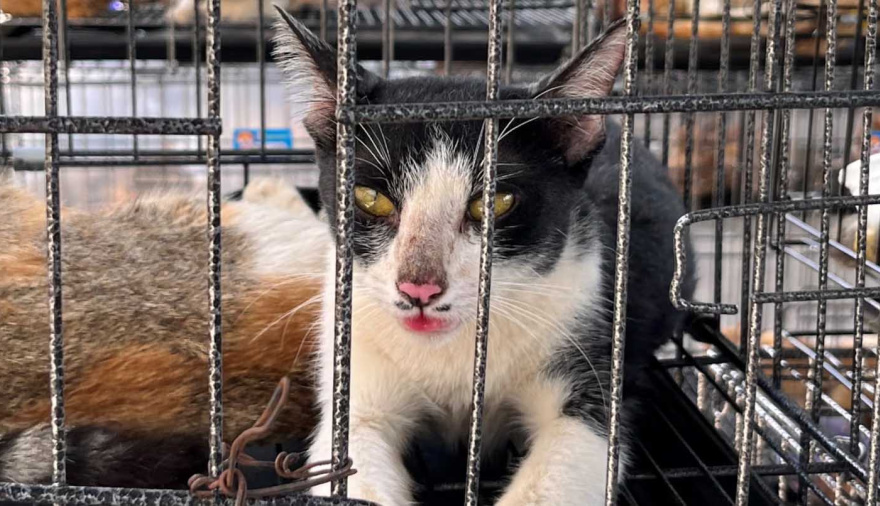 Conmoción en Vietnam: rescataron a casi 400 gatos de una red que los vendía para consumo humano