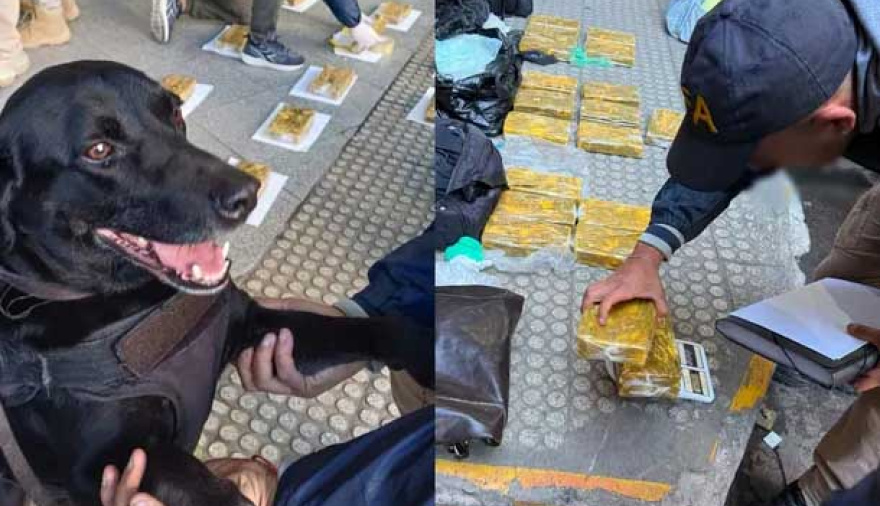 "Manteca", el perro héroe que encontró más de 22 kilos de cocaína en la Terminal de Córdoba