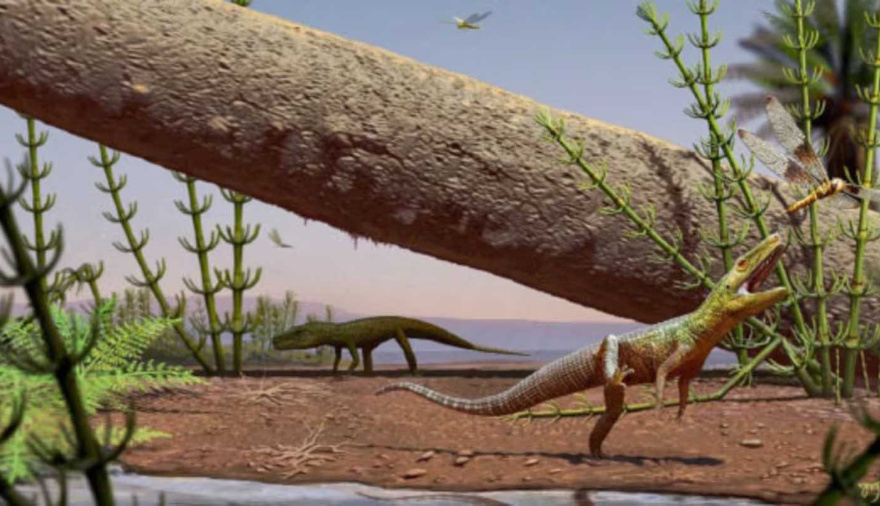 Descubrieron en Brasil el fósil de un reptil de 240 millones de años que desconcertó a los científicos