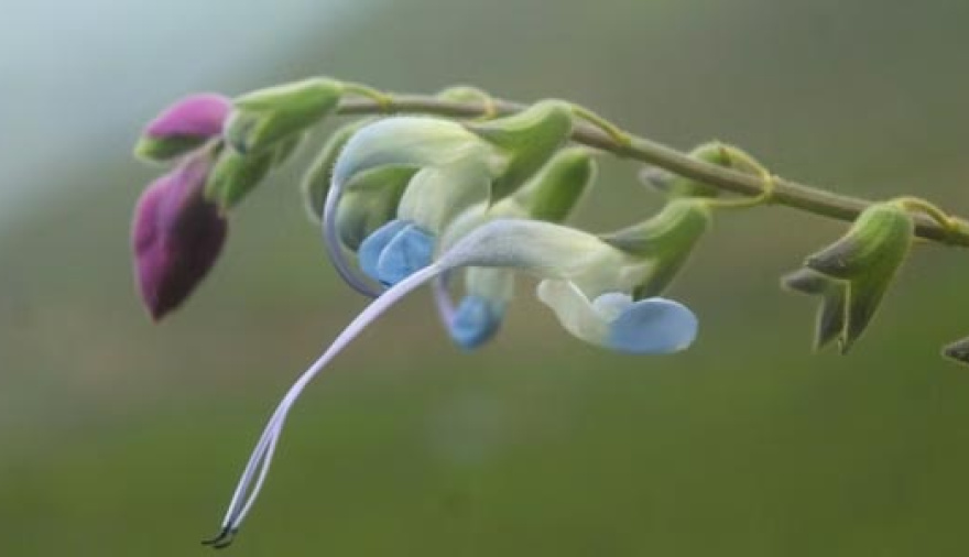 Descubrieron una nueva planta en los Andes y la bautizaron Salvia messii en honor al astro argentino