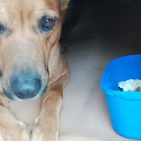 Tragedia en Mendoza: murió de frío para no abandonar a su perro
