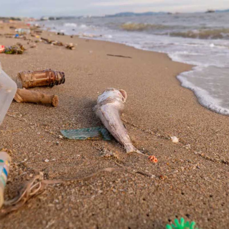 Fauna marina en riesgo: casi el 80% de los residuos encontrados en playas bonaerenses son plásticos