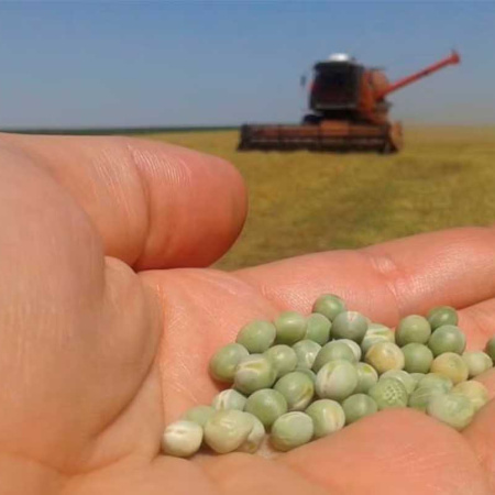 Con un millón de hectáreas sembradas proyectan una cosecha récord de 1,37M de toneladas