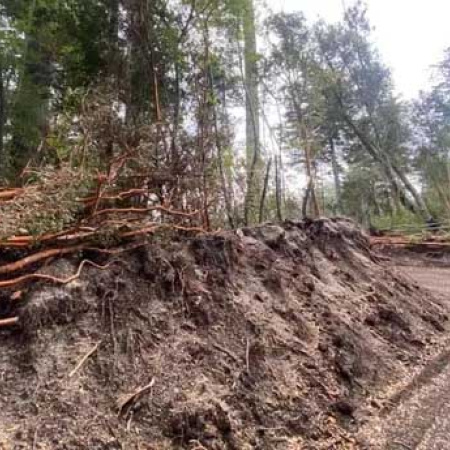 Multa millonaria por talar arrayanes: un vecino pagará casi $67 millones en Villa La Angostura