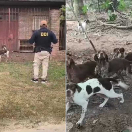 Encontraron 18 perros desnutridos en un presunto criadero clandestino en San Pedro
