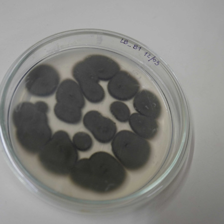 Una investigación busca convertir residuos del puerto en bioplásticos