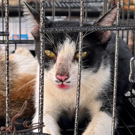 Conmoción en Vietnam: rescataron a casi 400 gatos de una red que los vendía para consumo humano