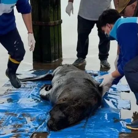 Horror en Santa Teresita: mataron de un disparo a un lobo marino y la Justicia investiga a pescadores