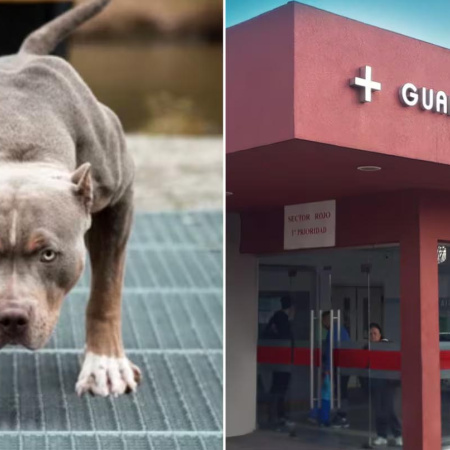 Un nene de dos años murió tras ser atacado por un pitbull en Córdoba: es el segundo caso fatal en menos de 12 horas