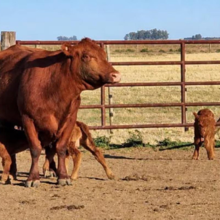 El secreto de las vacas contra el asma: el “efecto granja” que podría proteger a los chicos