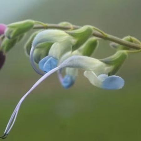 Descubrieron una nueva planta en los Andes y la bautizaron Salvia messii en honor al astro argentino