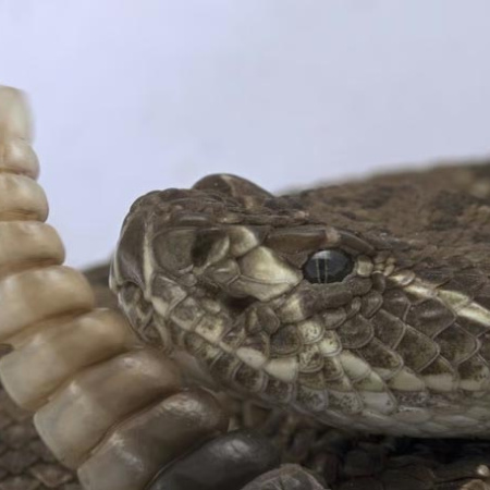 Corrientes: un adolescente está grave tras ser mordido por una serpiente de cascabel